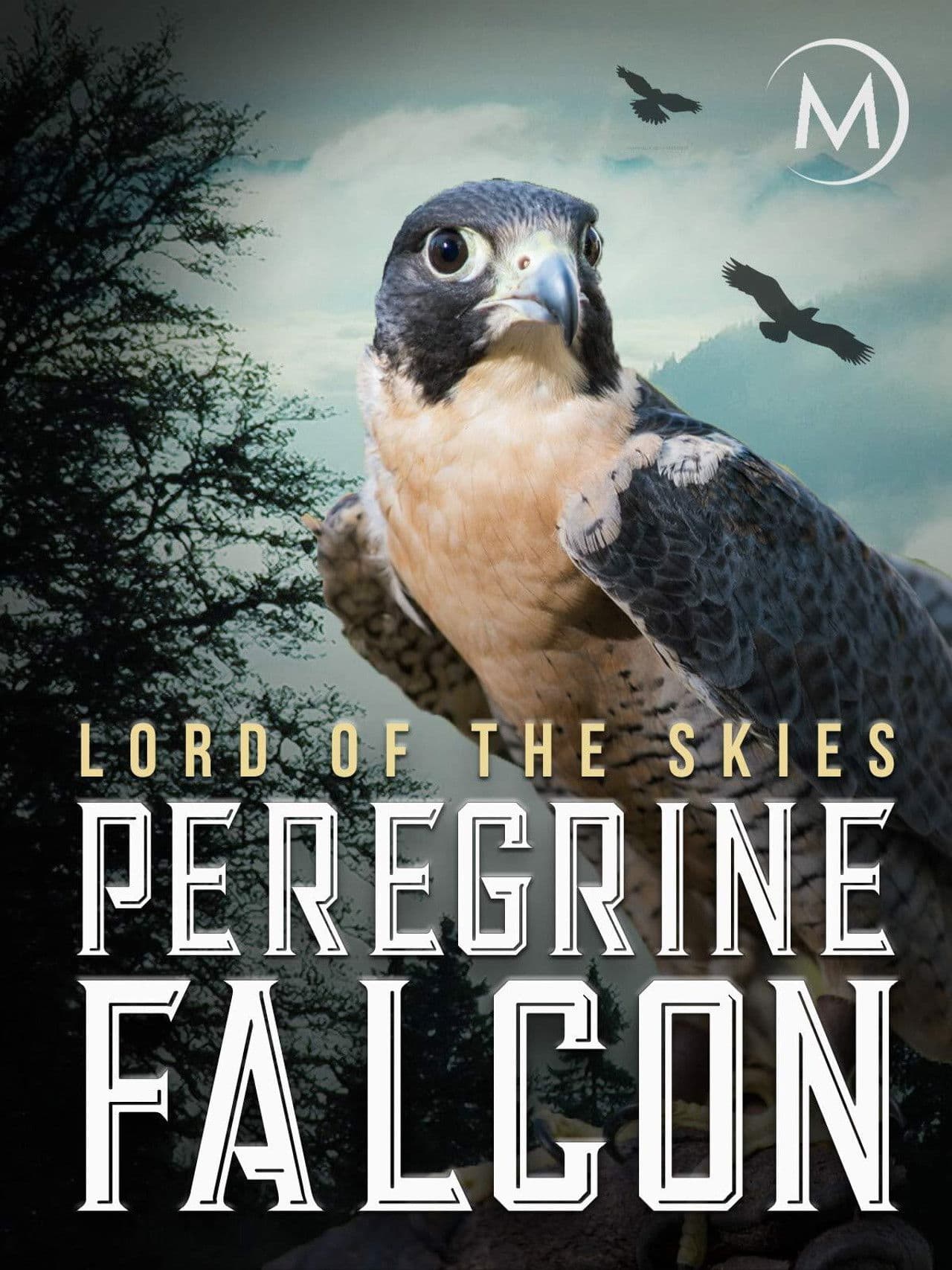 Peregrine Falcon: Lord of the Skies