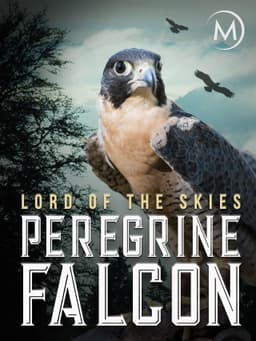 Peregrine Falcon: Lord of the Skies