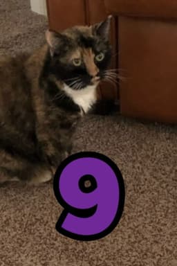 The Adventures of Murphy the Cat #9