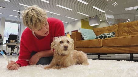 Can dogs licks be dangerous?