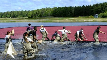 The First Thanksgiving